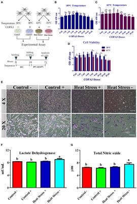 COPA3 peptide supplementation alleviates the heat stress of chicken fibroblasts